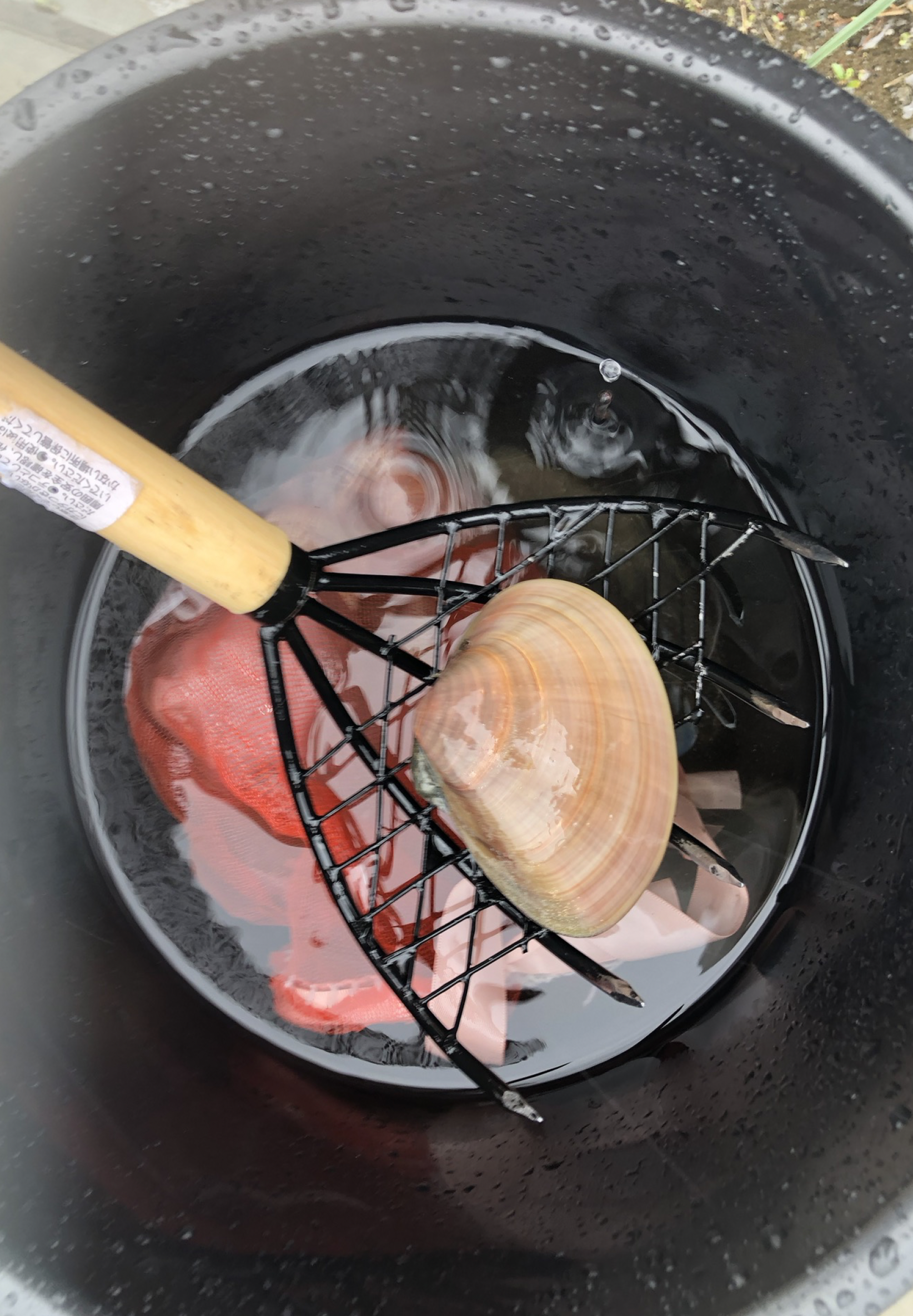 19潮干狩り 茨城大洗でハマグリ 今年も無料でまずまずの収穫です Kochan Blog 生涯挑戦