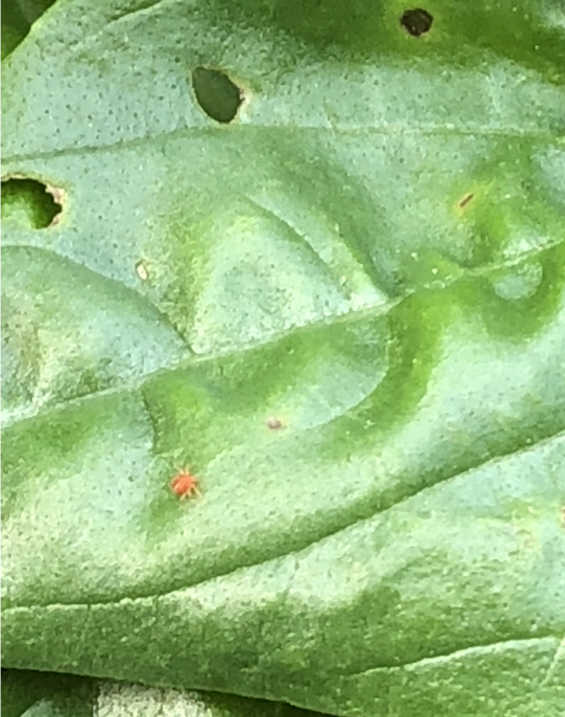 バジルの葉を食い荒らす虫の正体を発見 ハダニだった 虫取りシートの効果はいかに Kochan Blog 生涯挑戦