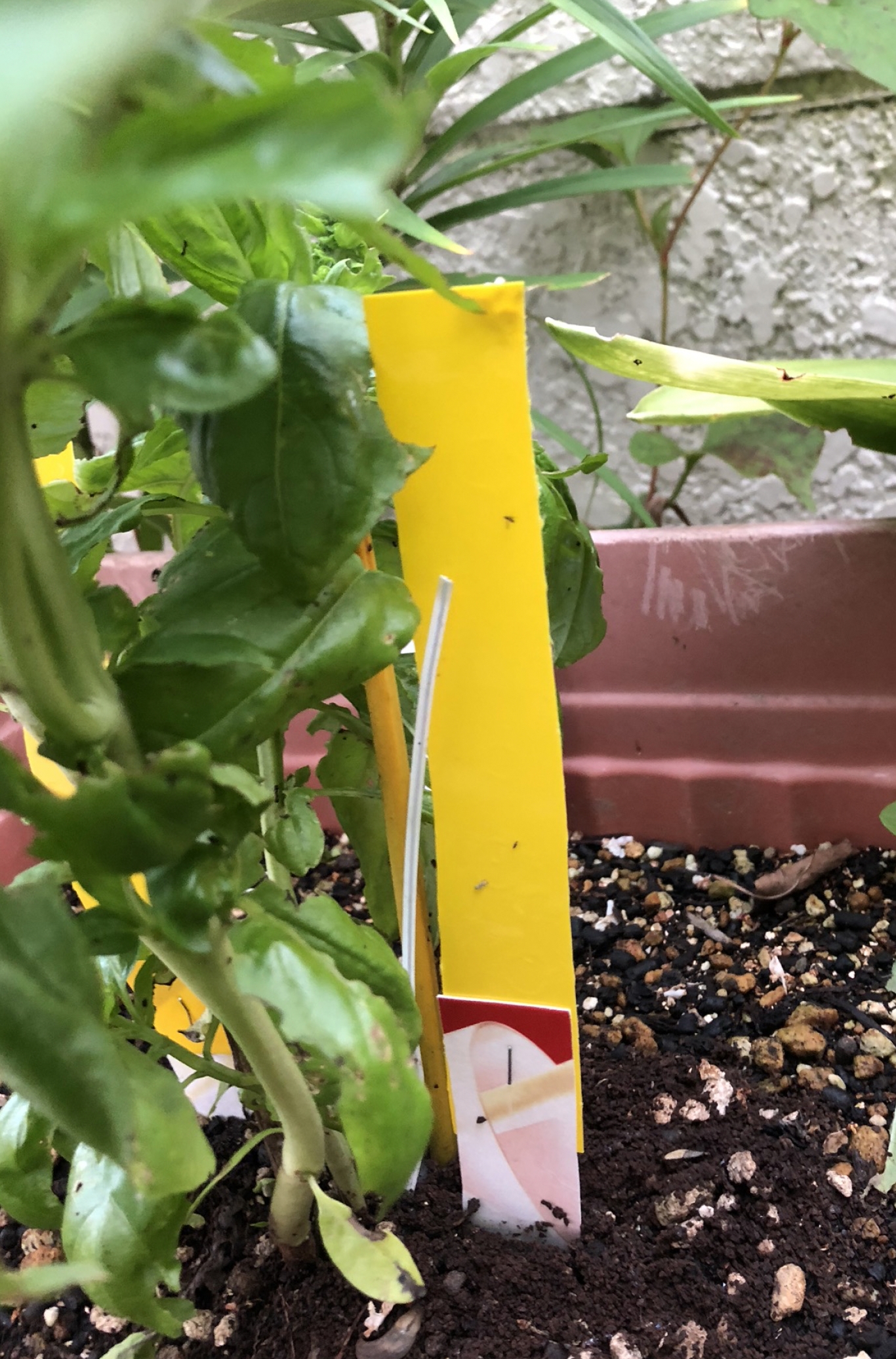 これまでで最高のハダニ 駆除 コーヒー すべての美しい花の画像