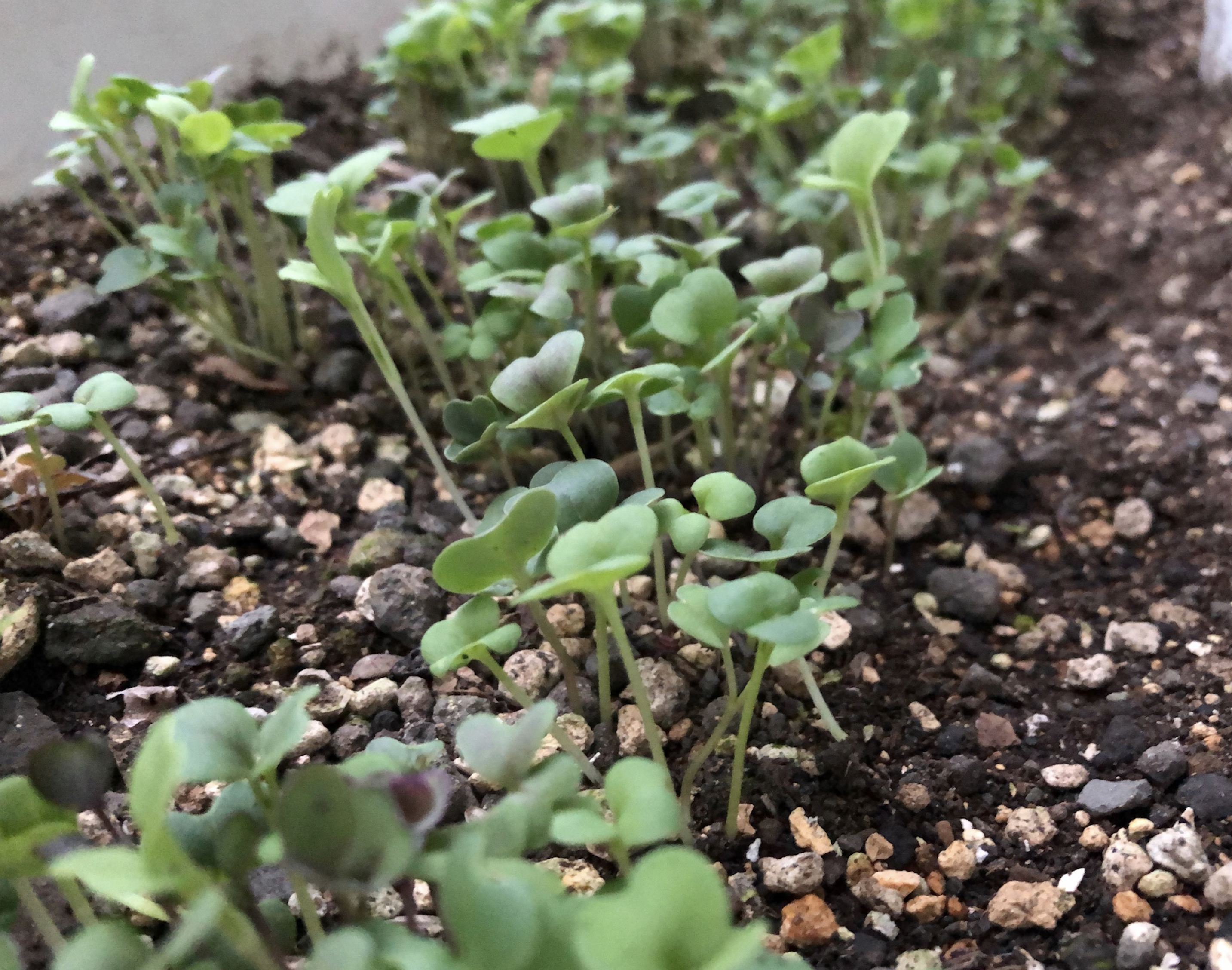 初めてのベビーリーフの家庭菜園その３ プランターと水栽培の育ちの差について Kochan Blog 生涯挑戦
