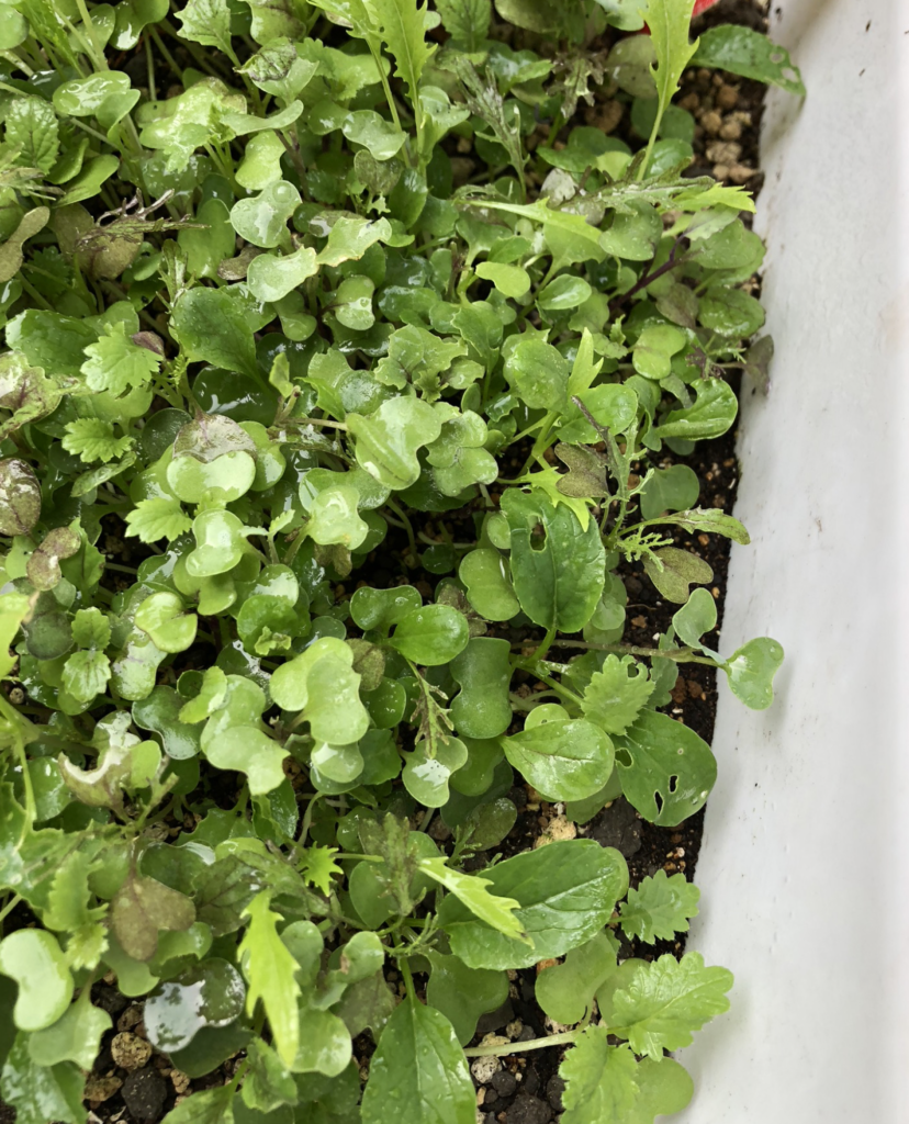 初めてのベビーリーフの家庭菜園その５ 虫対策に自作防虫ネットと害虫防除用スプレーを使って見ました Kochan Blog 生涯挑戦