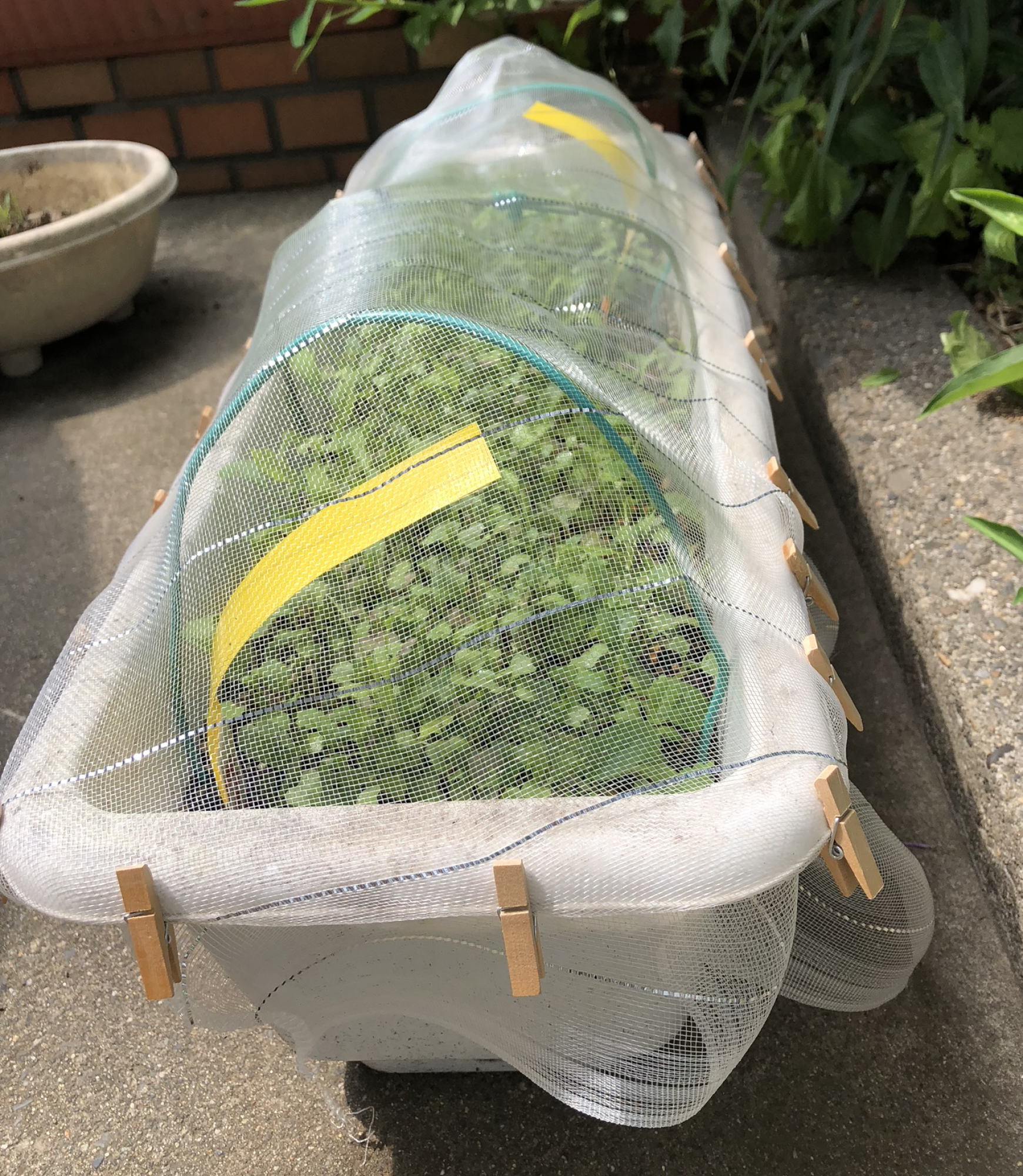 初めてのベビーリーフの家庭菜園その５ 虫対策に自作防虫ネットと害虫防除用スプレーを使って見ました Kochan Blog 生涯挑戦