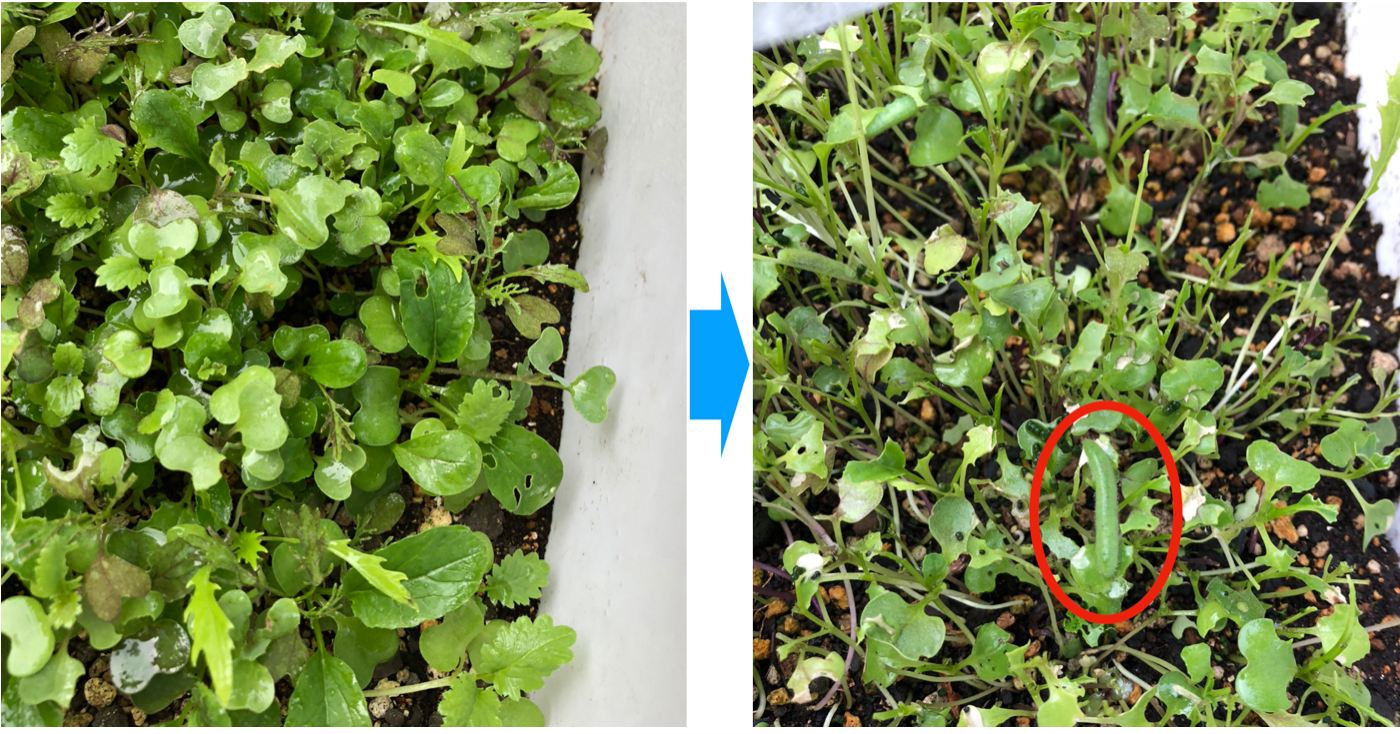 初めてのベビーリーフの家庭菜園その6 収穫目前のベビーリーフに突然の悲劇が 青虫襲来 Kochan Blog 生涯挑戦 初めてのベビーリーフの家庭菜園その6 収穫目前のベビーリーフに突然の悲劇が 青虫襲来 Kochan Blog 生涯挑戦