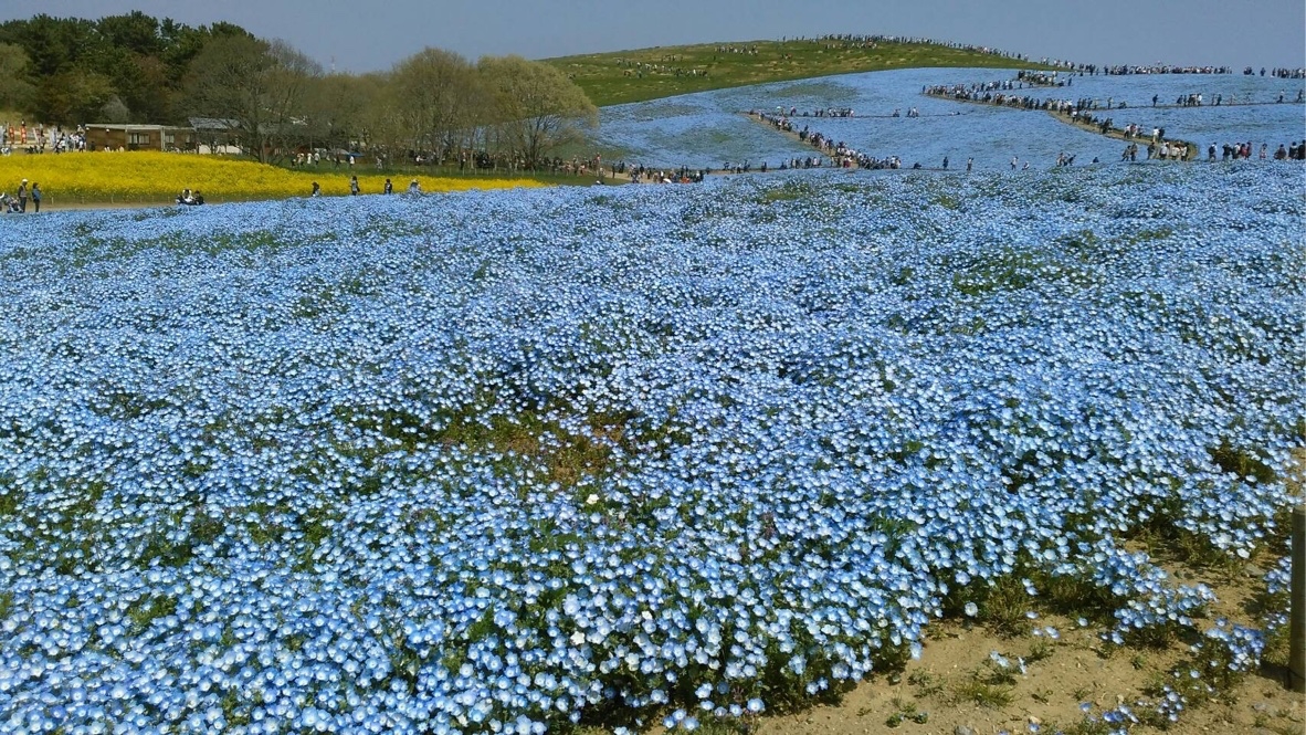 ネモフィラの花がちょうど見頃の春の国営ひたち海浜公園 Kochan Blog 生涯挑戦