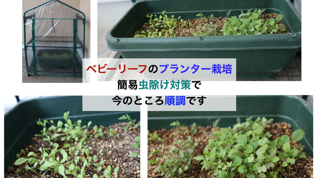 年ベビーリーフのプランター栽培 簡易虫除け対策で今のところ順調です Kochan Blog 生涯挑戦