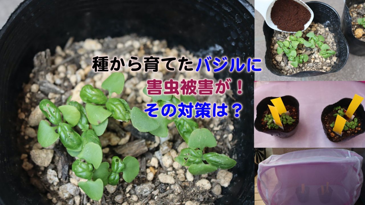 バジル種まきから育てたのに害虫被害が その対策は Kochan Blog 生涯挑戦