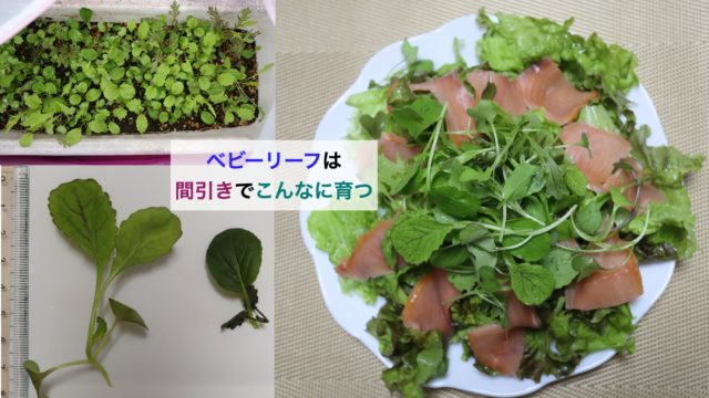 ベビーリーフのプランター栽培のリベンジその６ 今シーズン最後の収穫です Kochan Blog 生涯挑戦