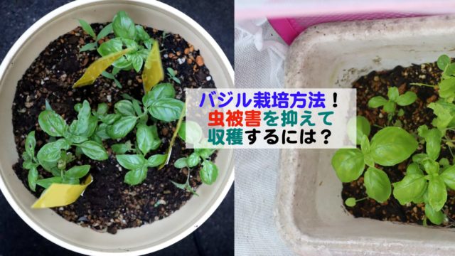 バジルの葉を食い荒らす虫の正体を発見 ハダニだった 虫取りシートの効果はいかに Kochan Blog 生涯挑戦