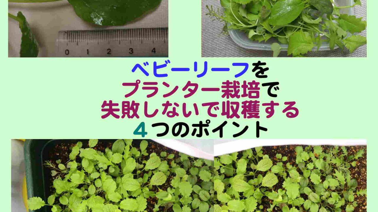 ベビーリーフ栽培年 失敗なくプランターで大きく収穫する４つのポイント Kochan Blog 生涯挑戦