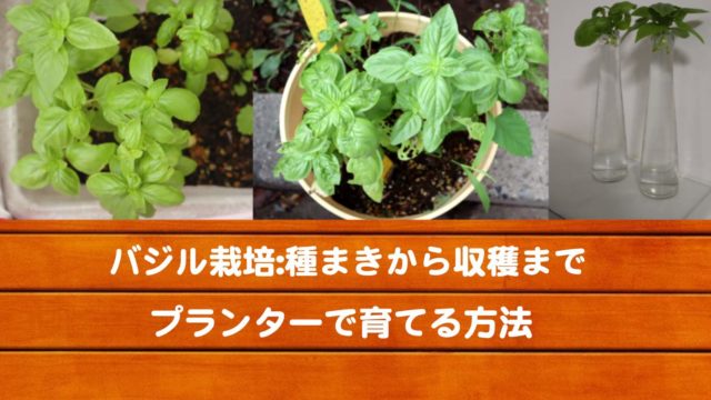 バジル栽培方法 虫被害を抑えて収穫するには Kochan Blog 生涯挑戦