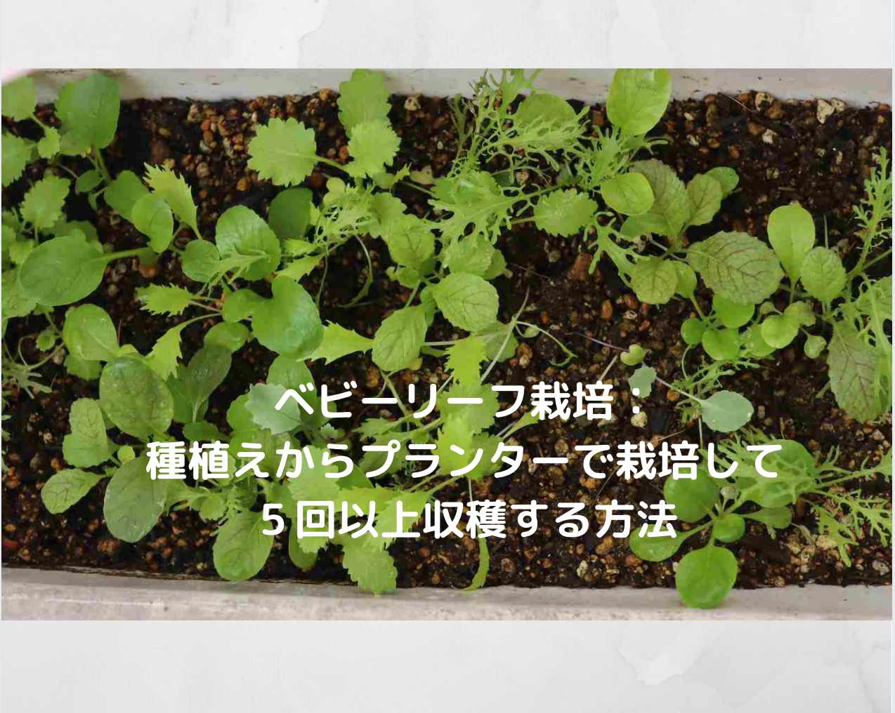 ベビーリーフ栽培 種植えからプランターで栽培して５回以上収穫する方法 Kochan Blog 生涯挑戦