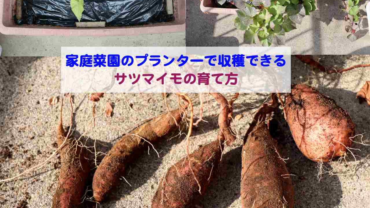 家庭菜園のプランターで収穫できるサツマイモの育て方 Kochan Blog 生涯挑戦