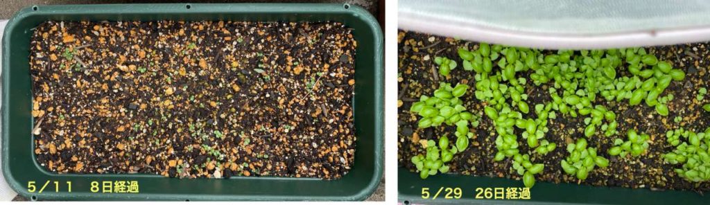 プランター栽培のバジルを間引きする方法と植え替えせずに食べる方が良い理由 Kochan Blog 生涯挑戦