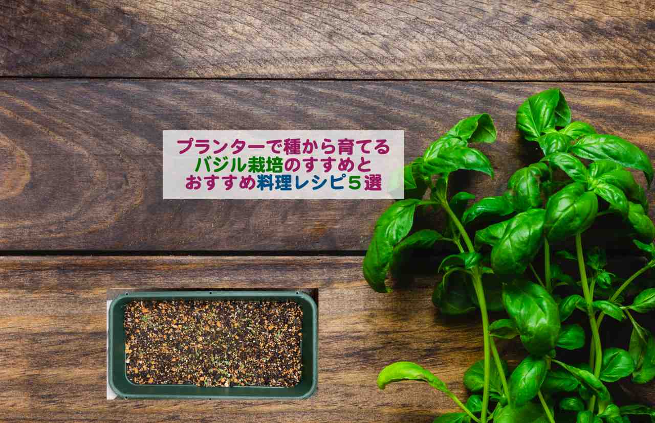 プランターで種から育てるバジル栽培のすすめとおすすめ料理レシピ５選 Kochan Blog 生涯挑戦