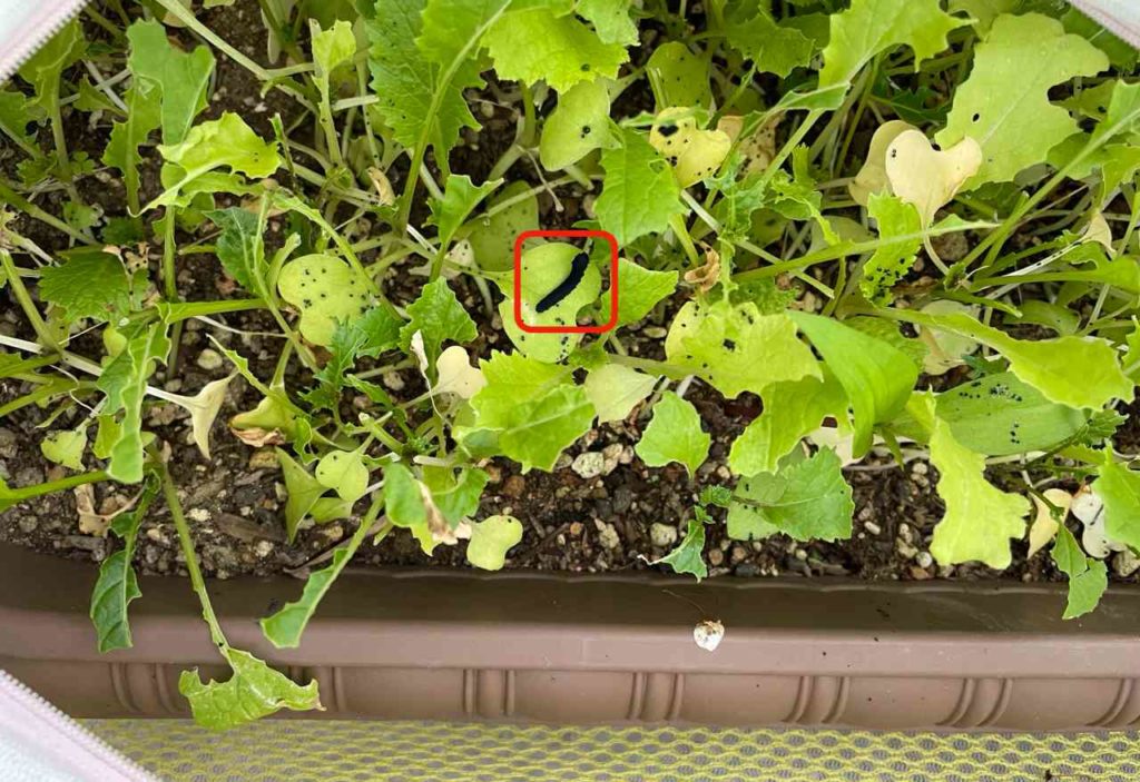 防虫ネットを使ったプランターの家庭菜園ベビーリーフが害虫被害に その正体と対策は Kochan Blog 生涯挑戦