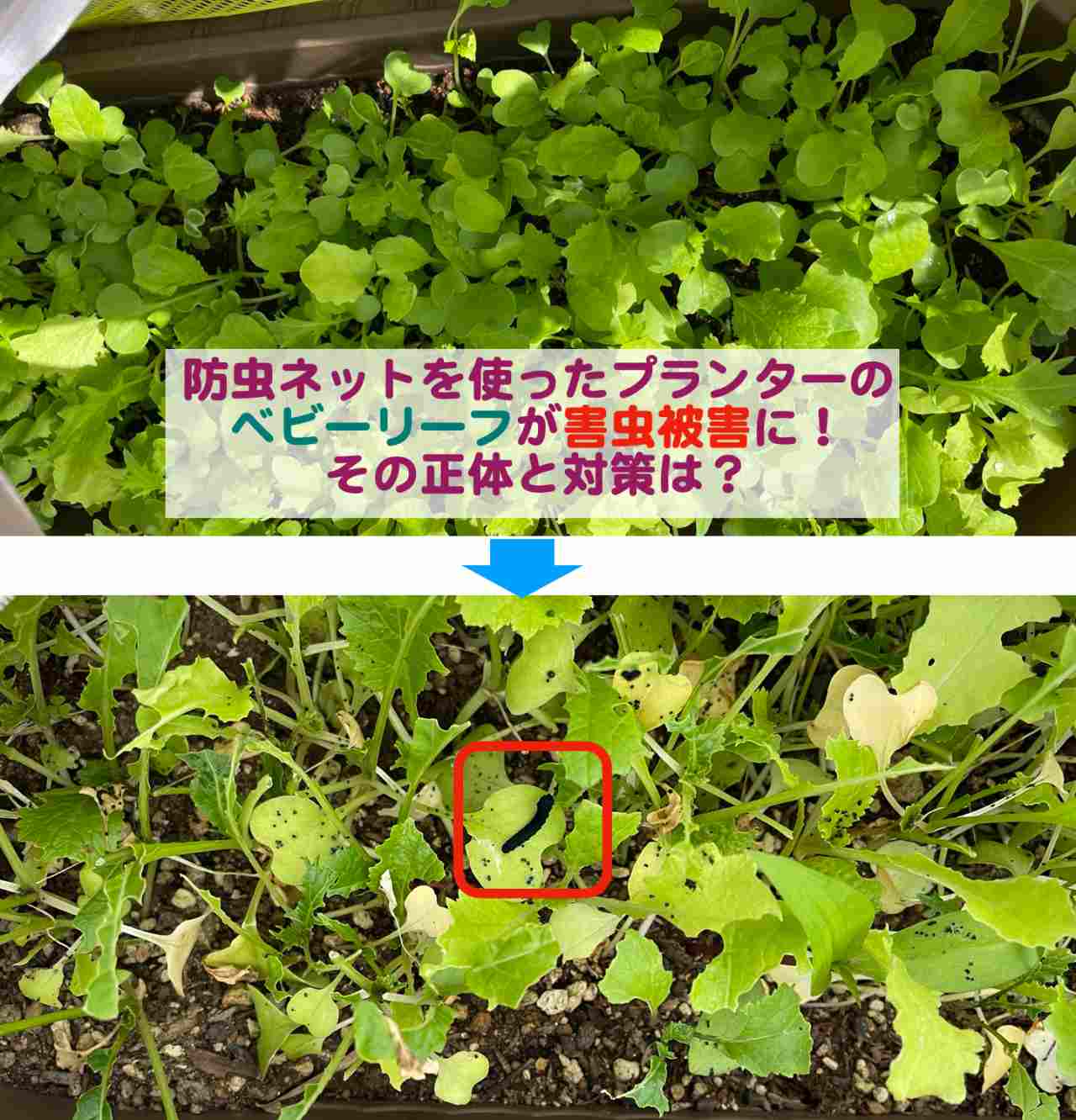 防虫ネットを使ったプランターの家庭菜園ベビーリーフが害虫被害に その正体と対策は Kochan Blog 生涯挑戦