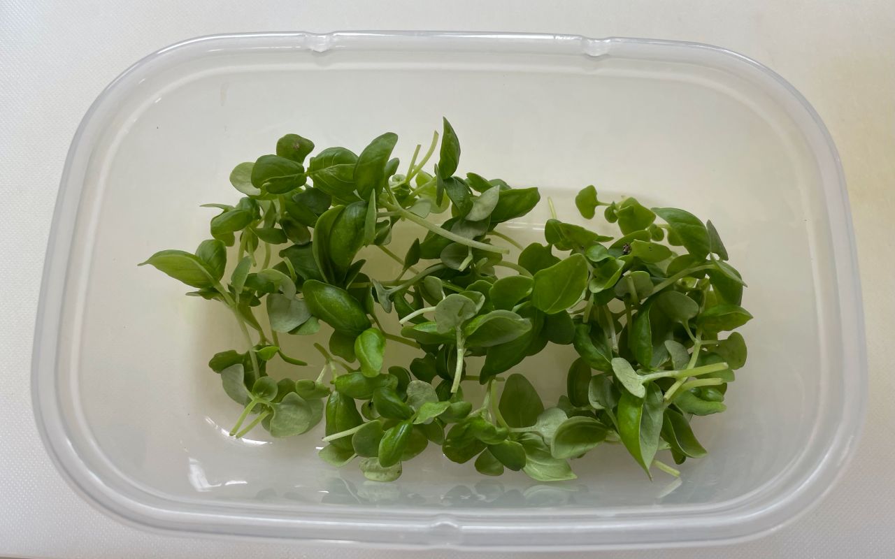 間引きカットしたバジル Kochan Blog 生涯挑戦