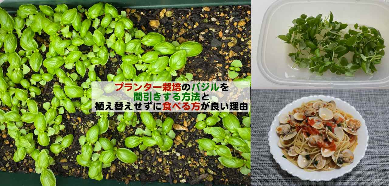 プランター栽培のバジルを間引きする方法と植え替えせずに食べる方が良い理由 Kochan Blog 生涯挑戦