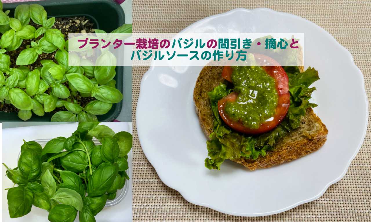 プランター栽培のバジルの間引き 摘心とバジルソースの作り方 Kochan Blog 生涯挑戦