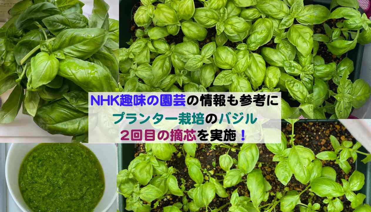 プランター栽培のバジルの2回目の摘芯を実施 今回はnhk趣味の園芸の情報も参考にしました Kochan Blog 生涯挑戦