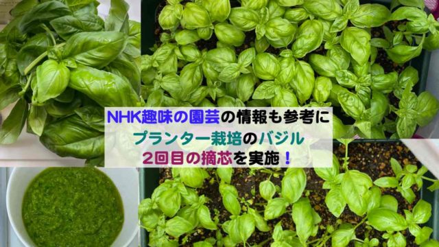 バジルの葉を食い荒らす虫の正体を発見 ハダニだった 虫取りシートの効果はいかに Kochan Blog 生涯挑戦