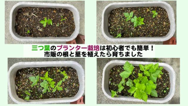 ベビーリーフとガーデンレタスミックスの違いと間引きの移植について - kochan_blog : 生涯挑戦 !