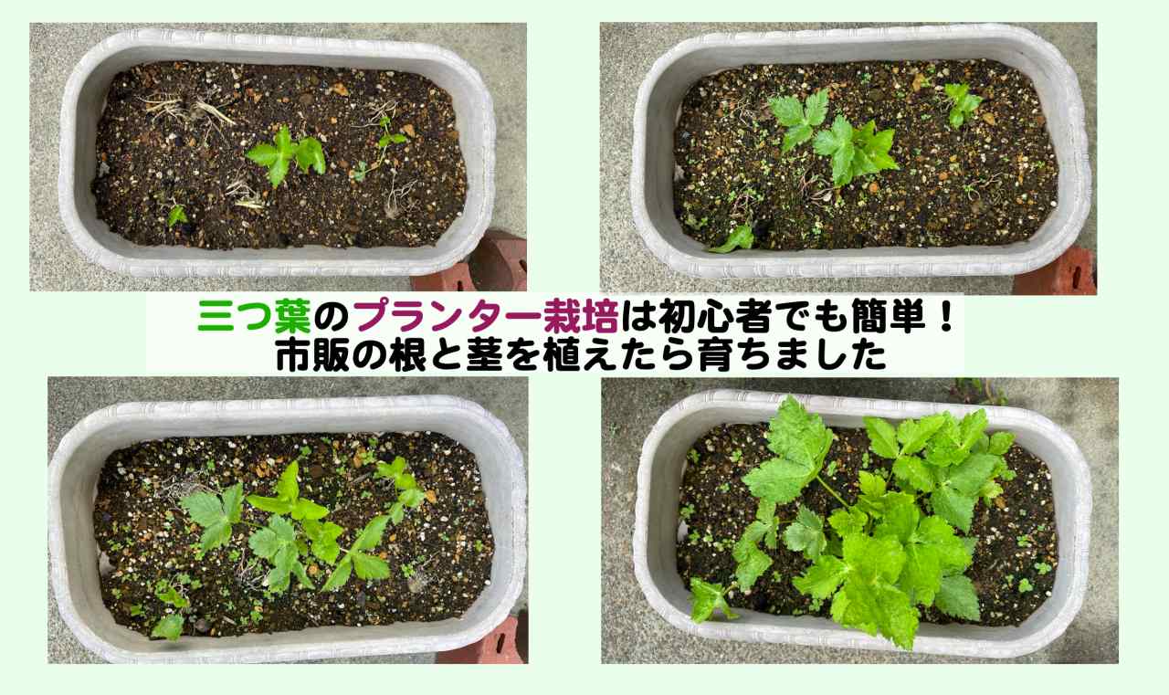 三つ葉のプランター栽培は初心者でも簡単 市販の根と茎を植えたら育ちました Kochan Blog 生涯挑戦