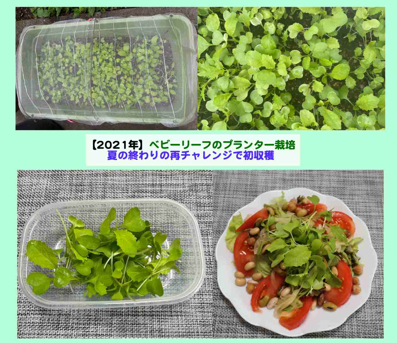 21年ベビーリーフのプランター栽培 夏の終わりの再チャレンジの初収穫 Kochan Blog 生涯挑戦
