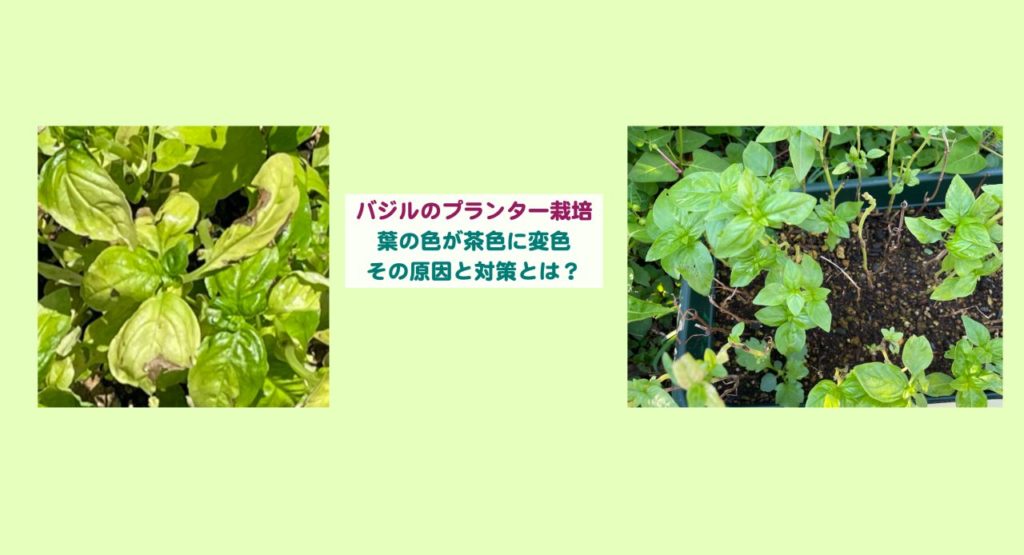 バジルのプランター栽培で葉の色が茶色に変色 原因と対策 Kochan Blog 生涯挑戦