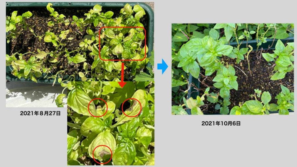 バジルのプランター栽培で葉の色が茶色に変色 原因と対策 Kochan Blog 生涯挑戦