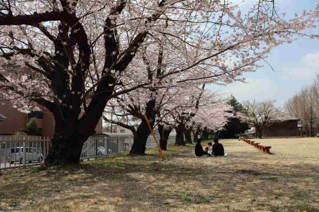 水戸の歴史館の桜
