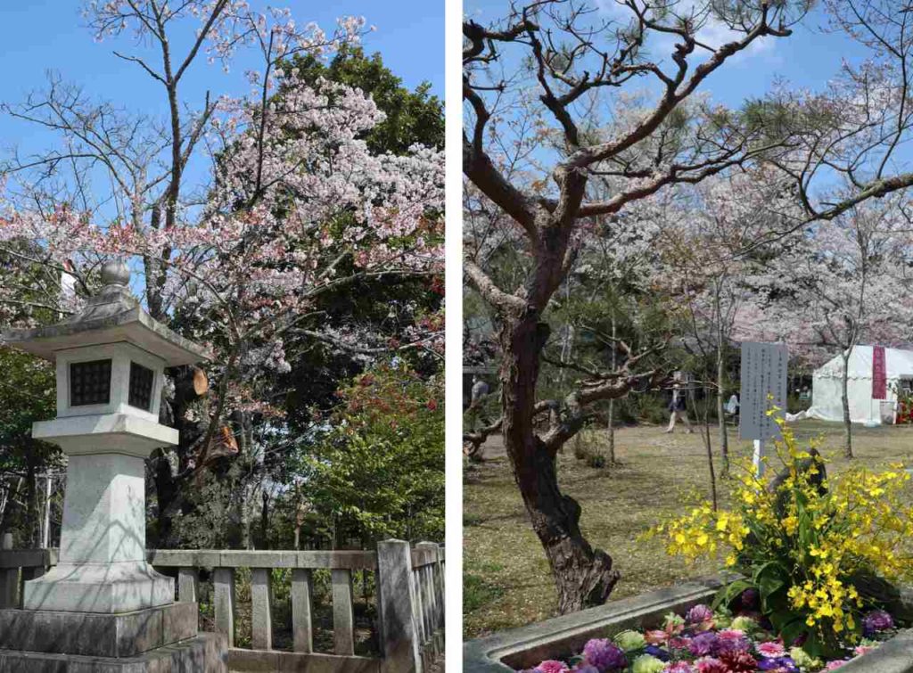 水戸の護国神社の桜