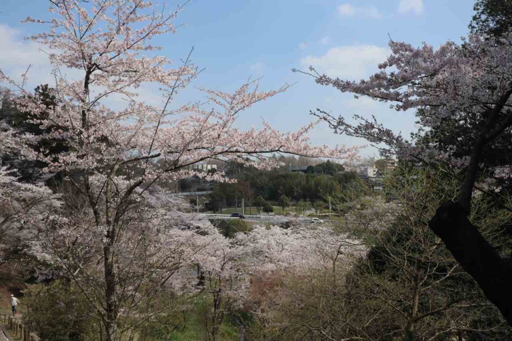 水戸の護国神社の桜