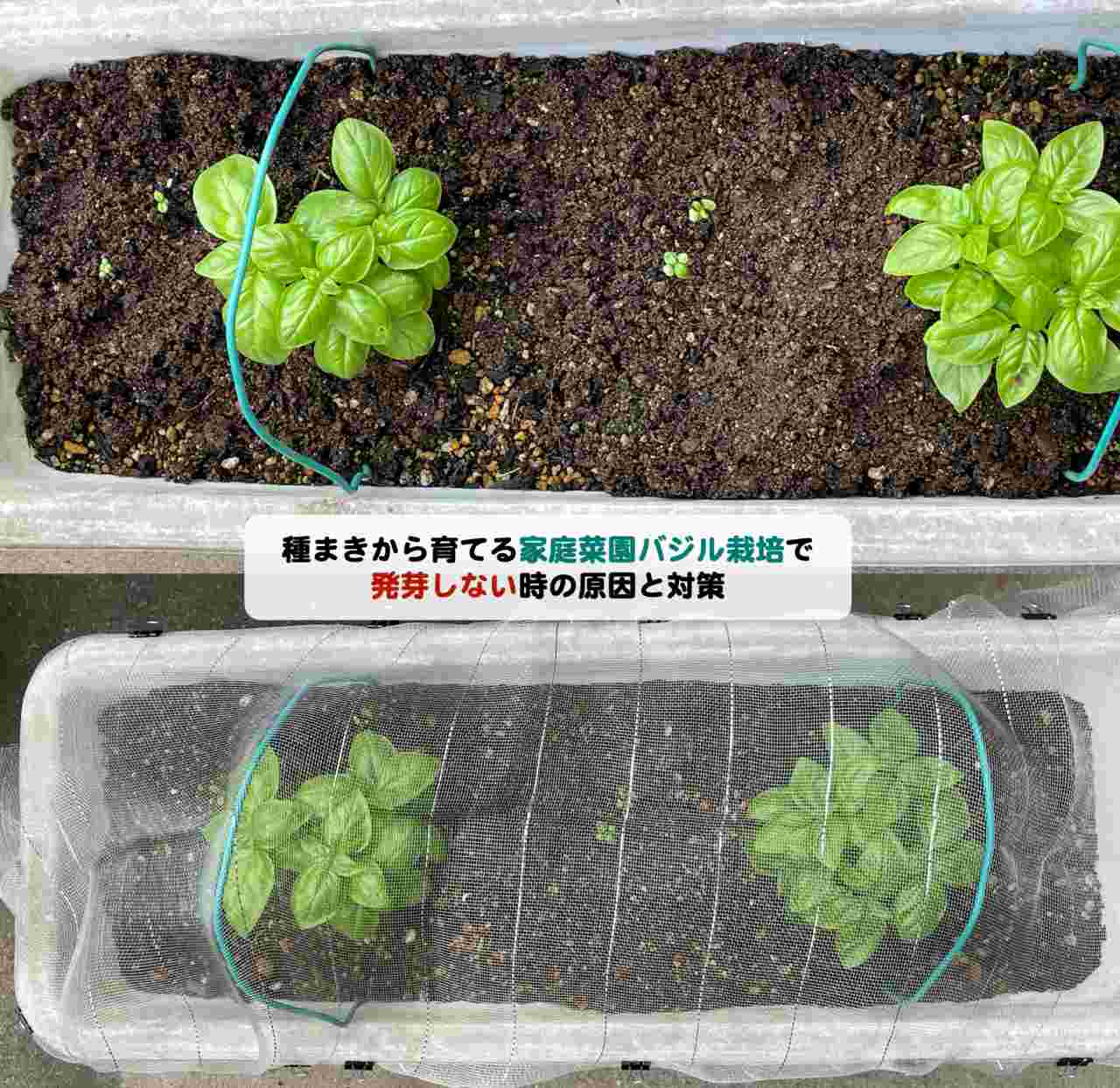 種まきから育てる家庭菜園バジル栽培で発芽しない時の原因と対策 Kochan Blog 生涯挑戦