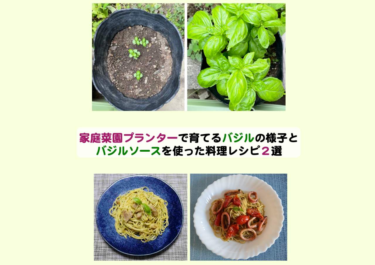 家庭菜園プランターで育てるバジルの様子とバジルソースを使った料理レシピ２選 Kochan Blog 生涯挑戦